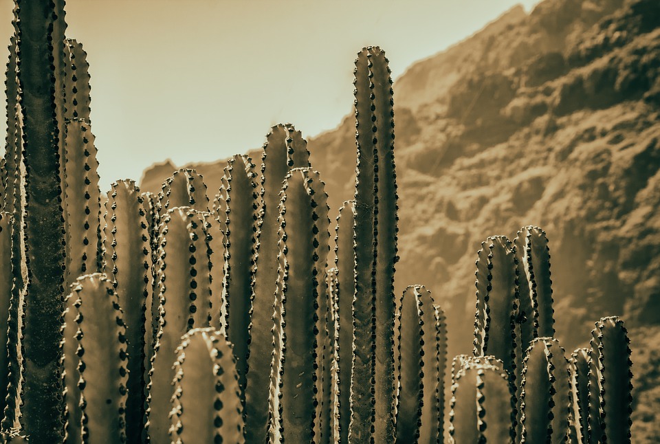 kaktusz.hu